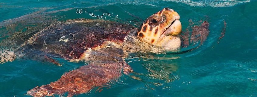 Loggerhead turtles Loggerhead turtles