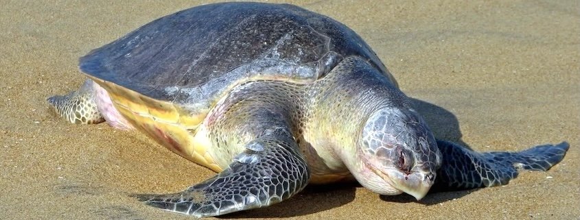 Olive ridley turtle Olive ridley turtle