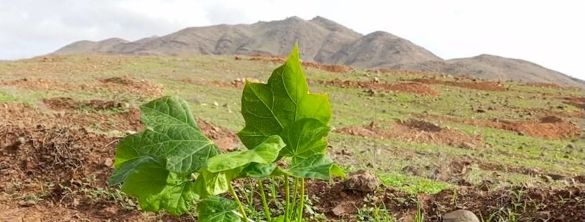 Maio reforestation project